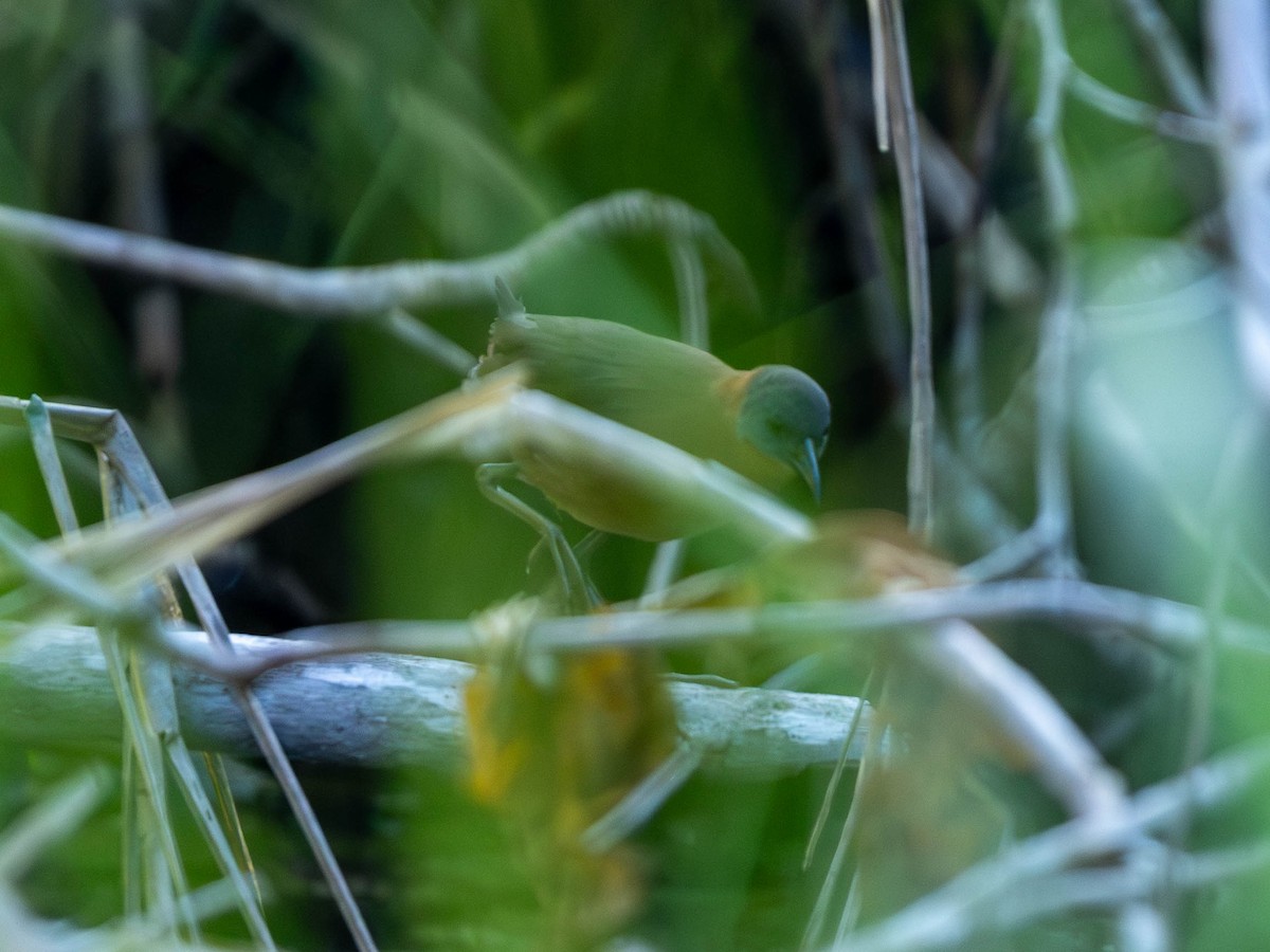 Ruddy Crake - ML643942605