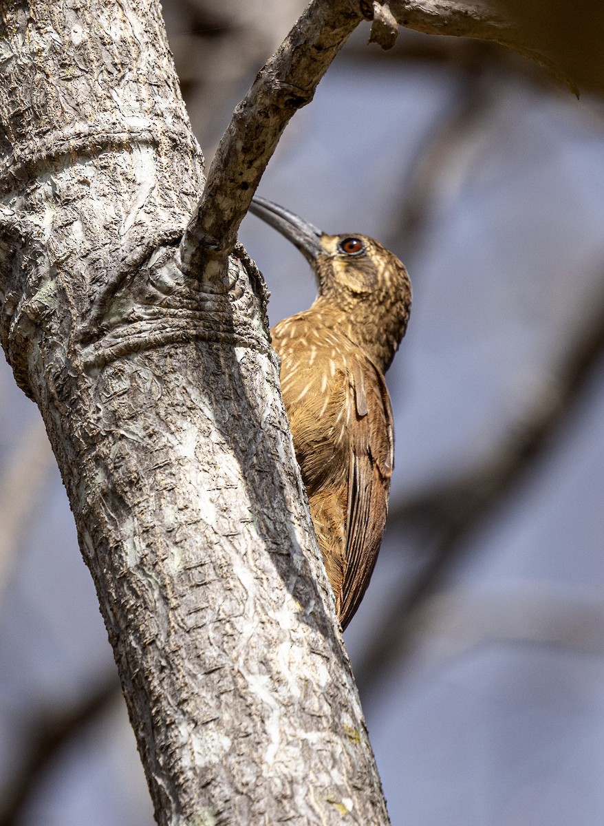 Grimpar à moustaches - ML643942607