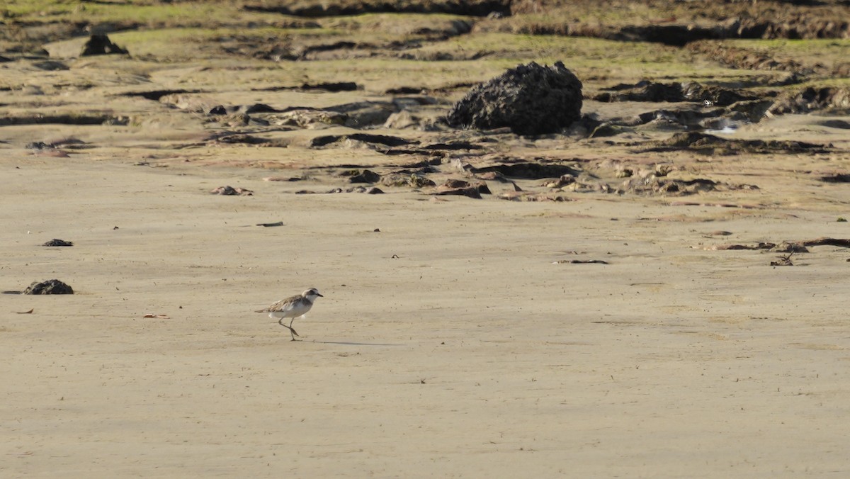 Siberian Sand-Plover - ML643942617