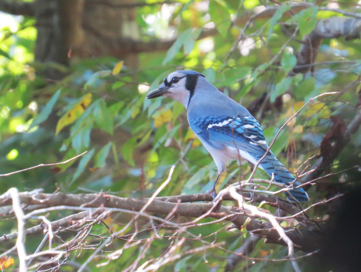 Blue Jay - ML643942620
