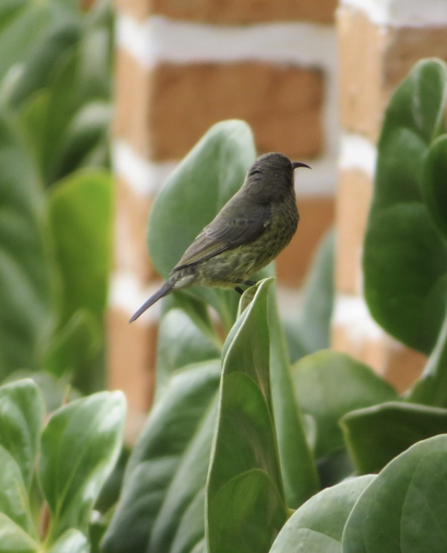 akasiesolfugl - ML643942642