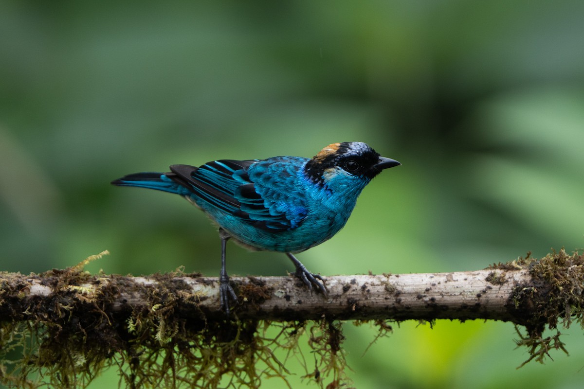 Golden-naped Tanager - ML643942660