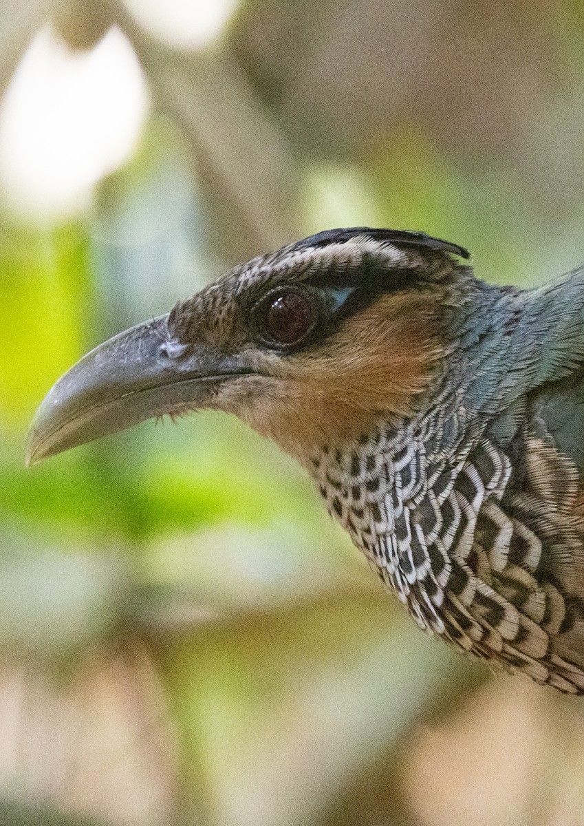 Scaled Ground-Cuckoo - ML643942670