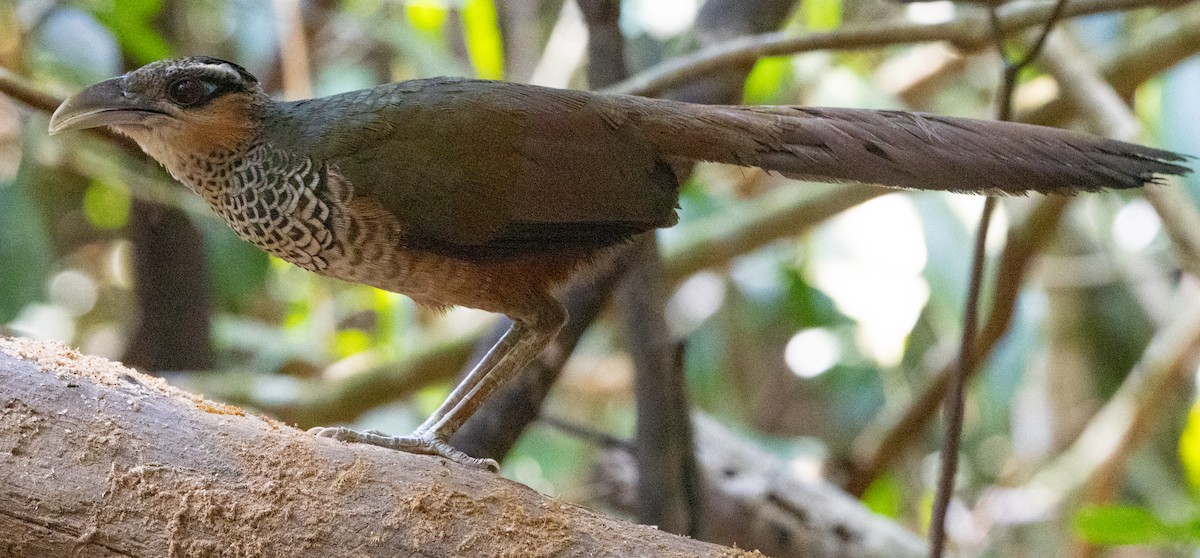 Scaled Ground-Cuckoo - ML643942672