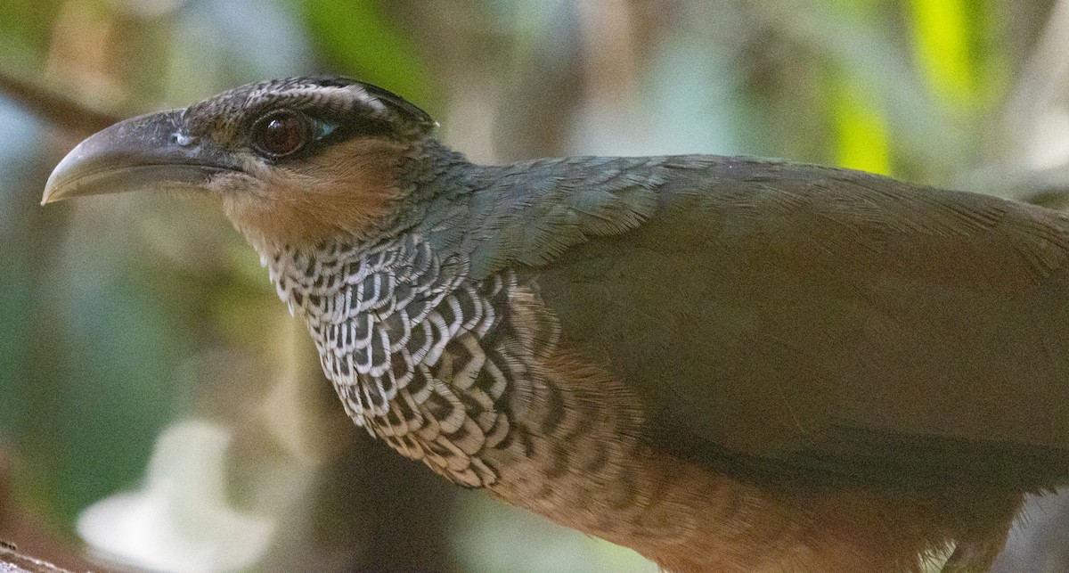 Scaled Ground-Cuckoo - ML643942673