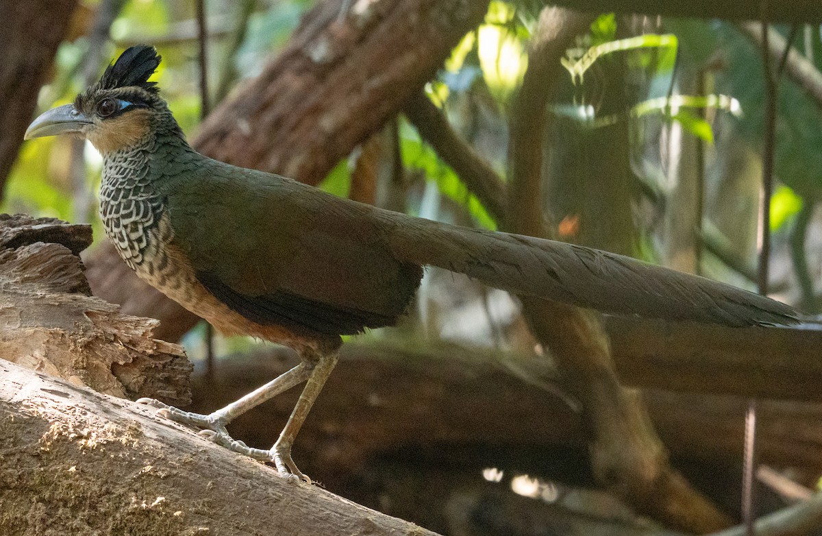 Scaled Ground-Cuckoo - ML643942674