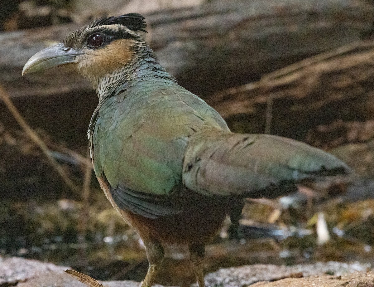 Scaled Ground-Cuckoo - ML643942675