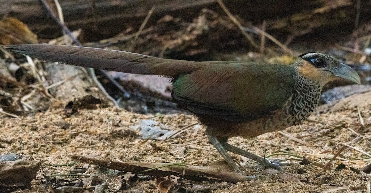 Scaled Ground-Cuckoo - ML643942676