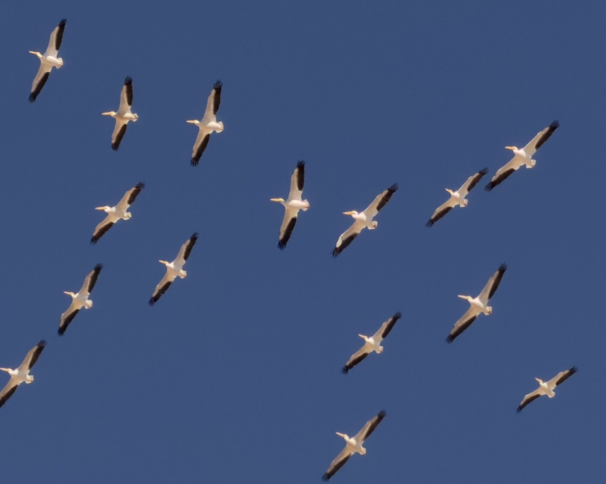 American White Pelican - ML643942685