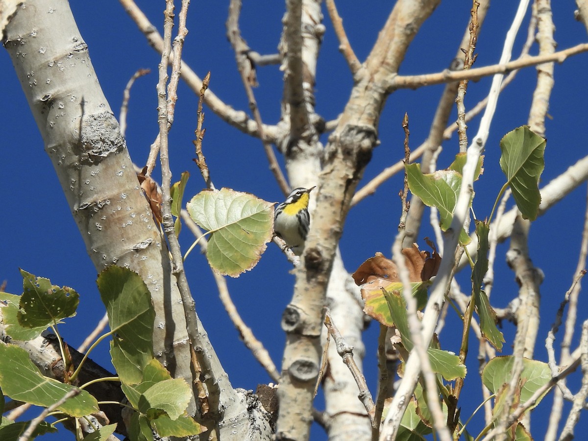 Yellow-throated Warbler - ML643942690