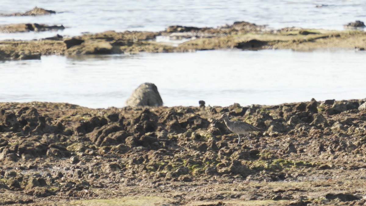 Eurasian Whimbrel - ML643942695