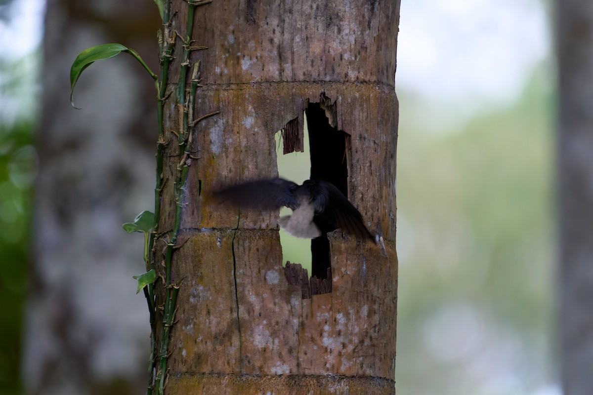 Short-tailed Swift (Short-tailed) - ML643942696