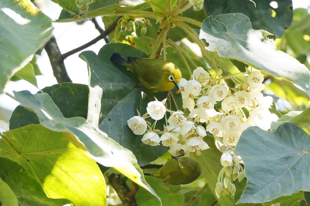 Southern Yellow White-eye - ML643942698