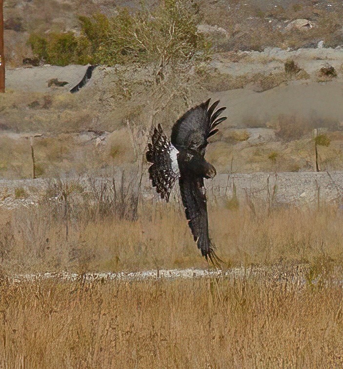Northern Harrier - ML643942700
