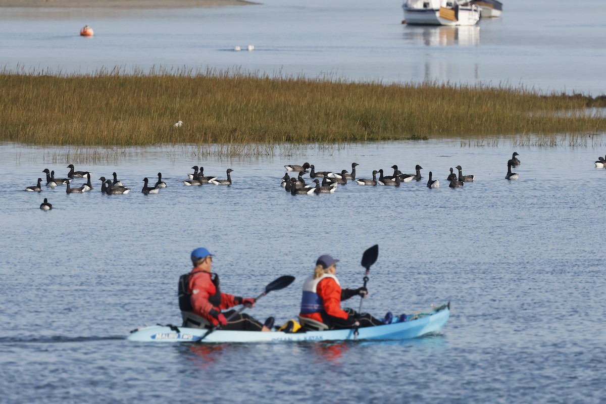 Brant (Dark-bellied) - ML643942702