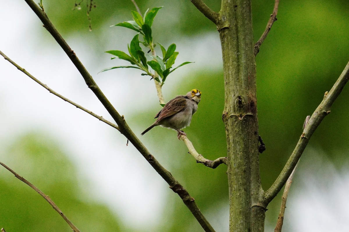 Yellow-browed Sparrow - ML643942703