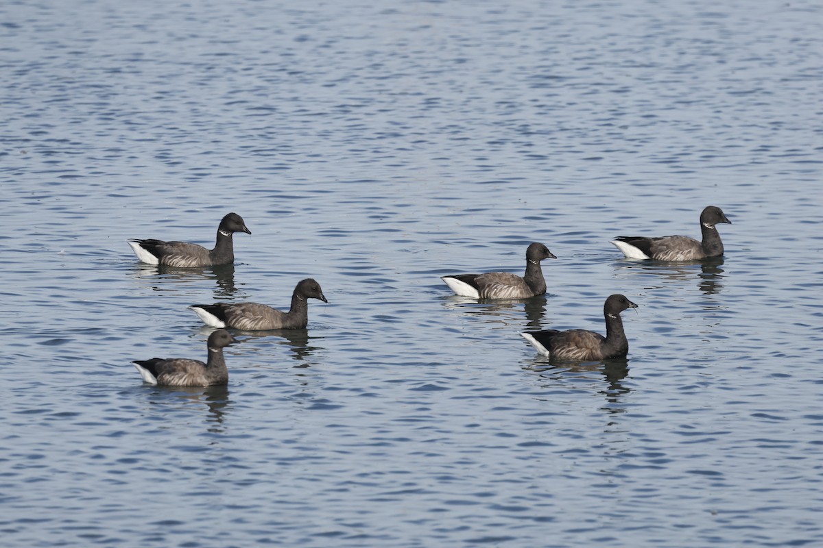 Brant (Dark-bellied) - ML643942705