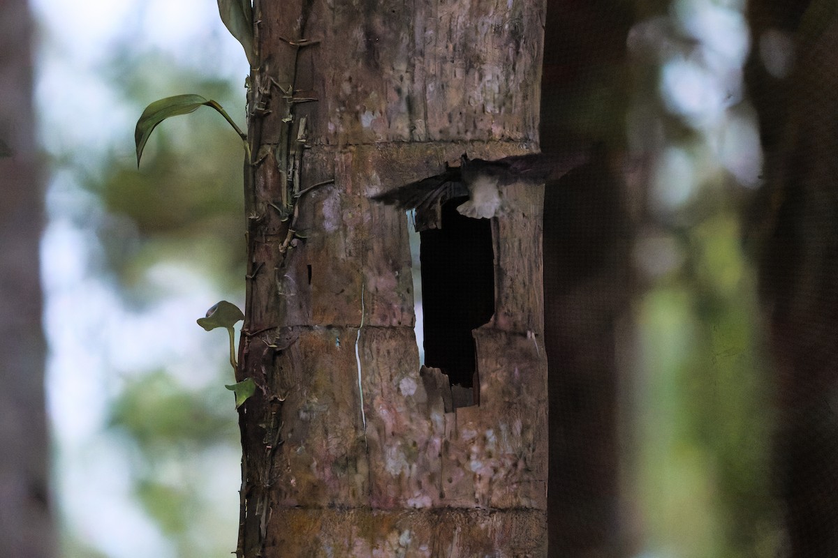 Short-tailed Swift (Short-tailed) - ML643942708