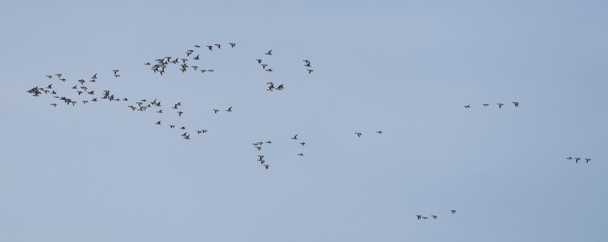 Eurasian Wigeon - ML643942710