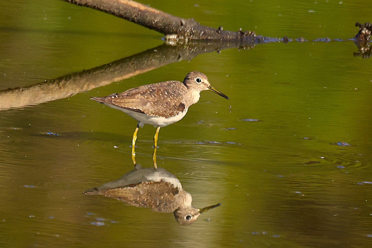 Solitary Sandpiper - ML643942713
