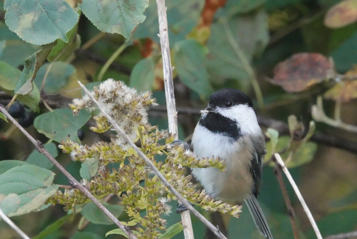 Black-capped Chickadee - ML643942727