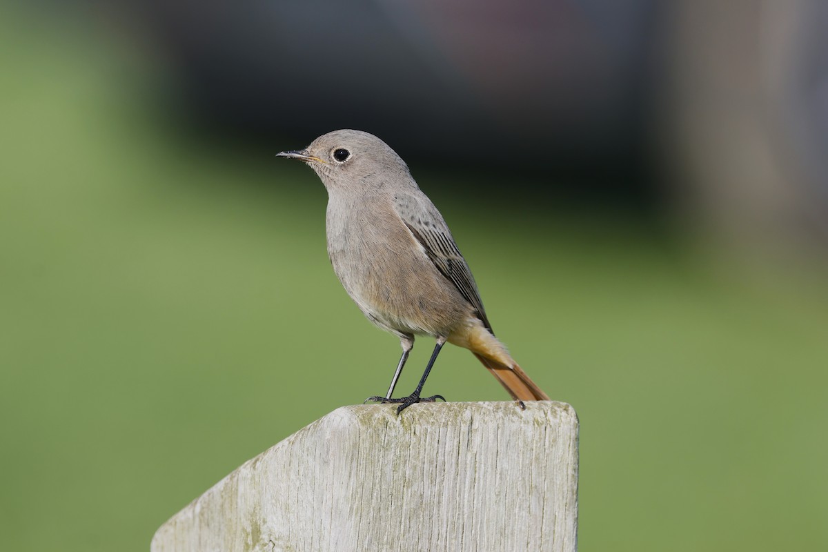 Black Redstart - ML643942735