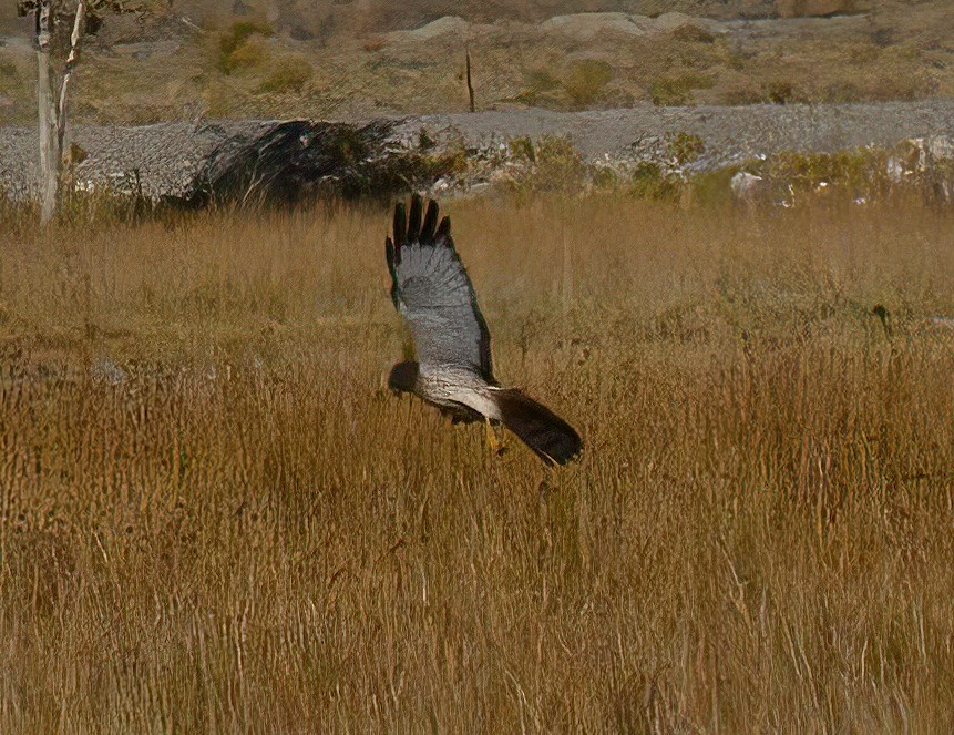 Northern Harrier - ML643942744
