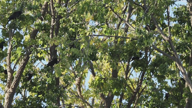 Common Grackle - ML643942759