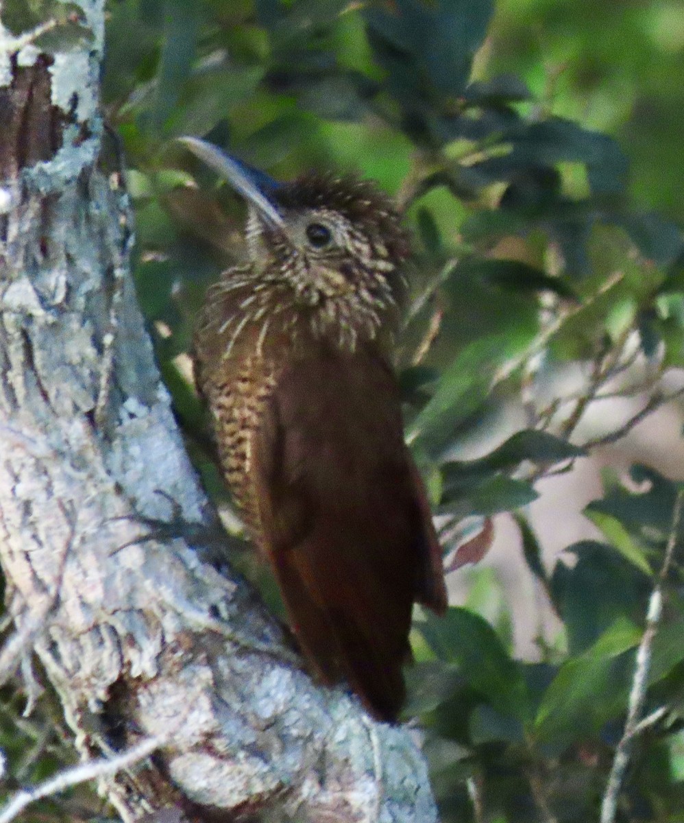 Black-banded Woodcreeper - ML643942765