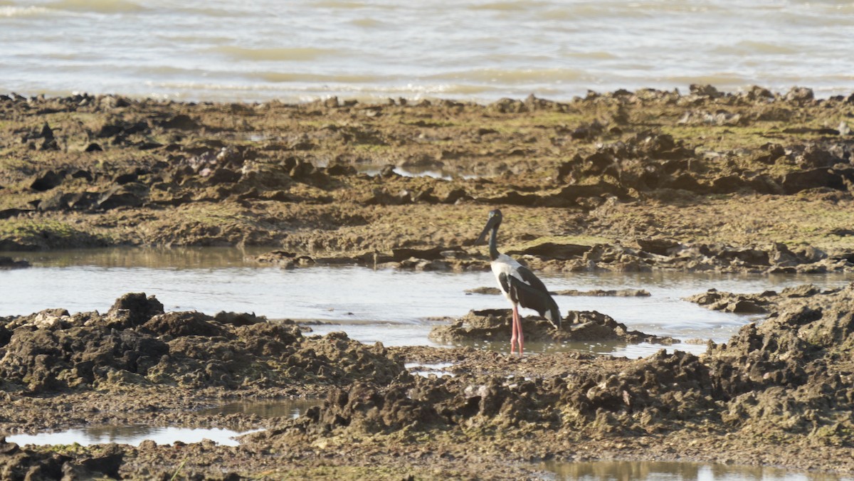 Black-necked Stork - ML643942771