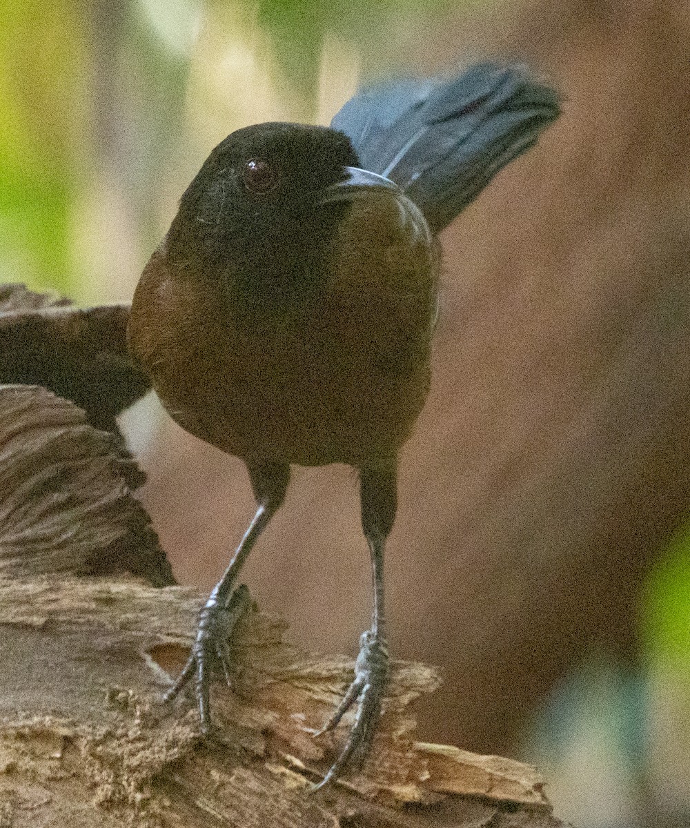 Tapajos Fire-eye - ML643942772