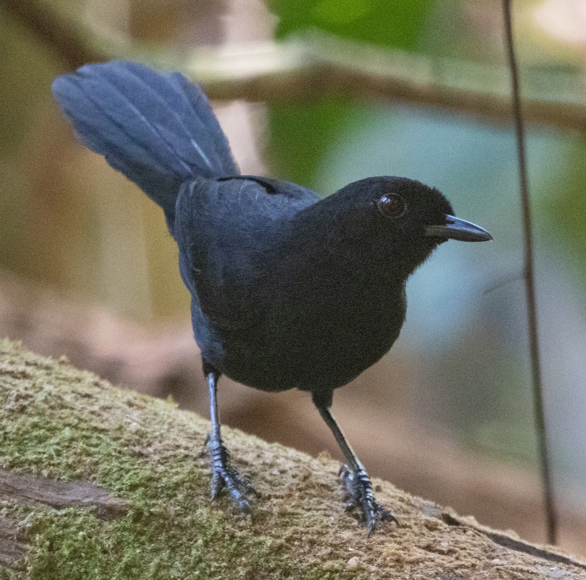 Tapajos Fire-eye - ML643942773