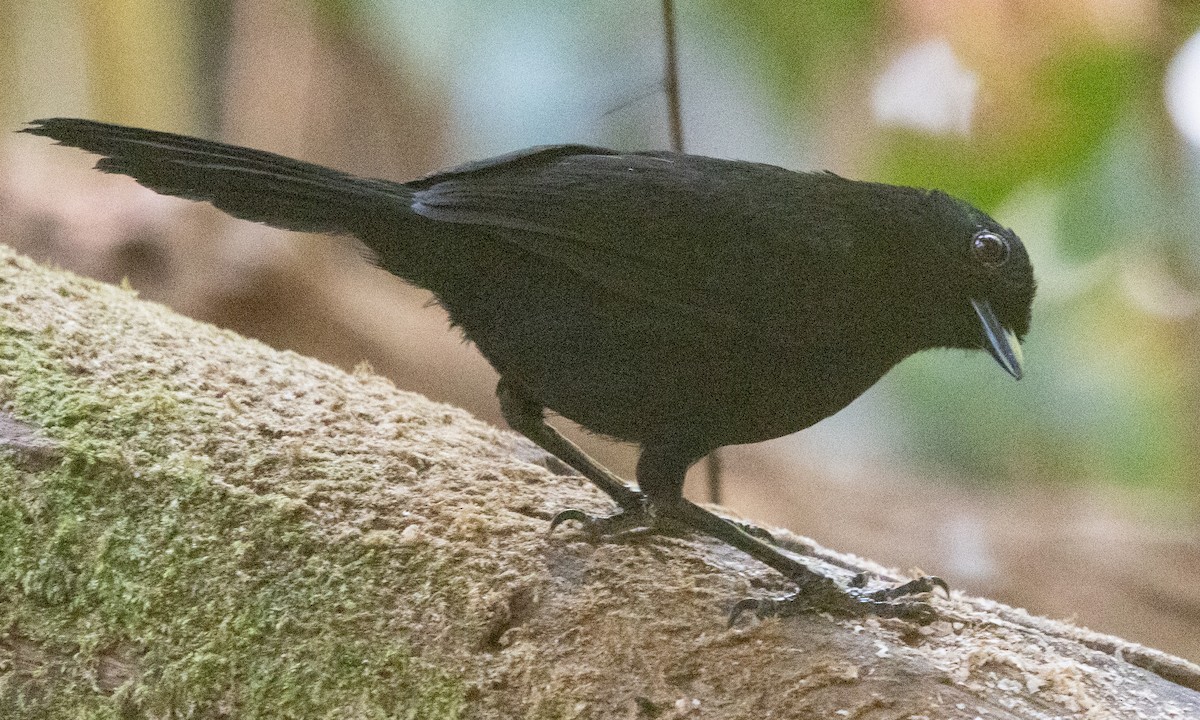 Tapajos Fire-eye - ML643942774