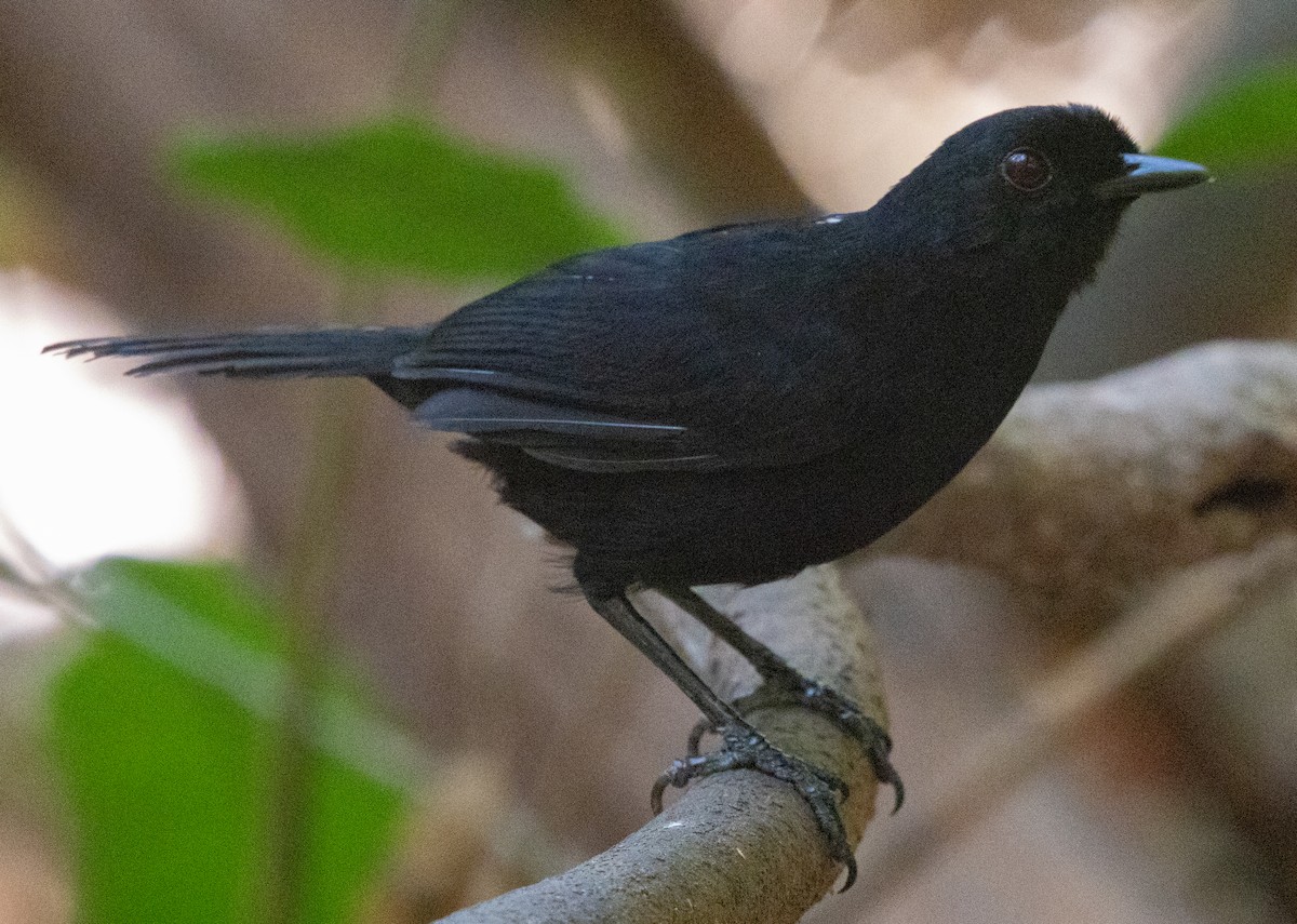 Tapajos Fire-eye - ML643942775