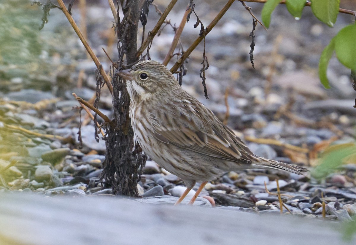 Savannah Sparrow (Ipswich) - ML643942804