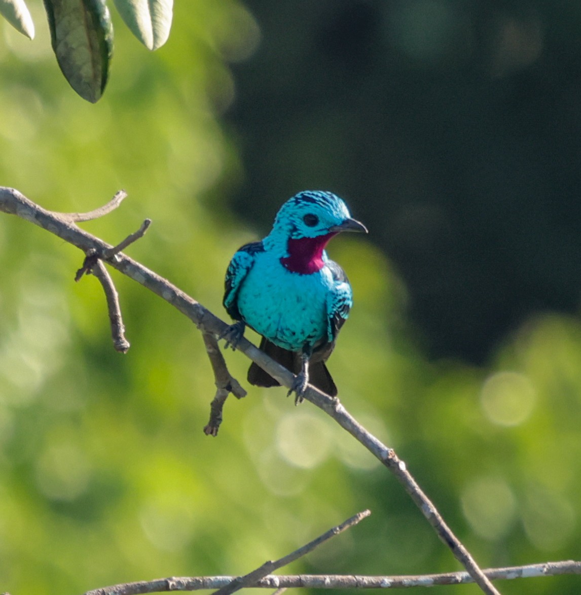 Spangled Cotinga - ML643942812
