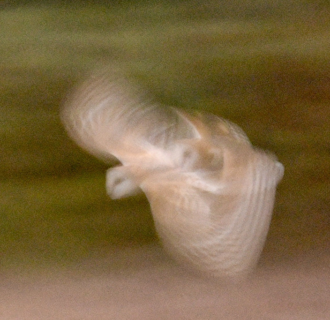 American Barn Owl - ML643942814