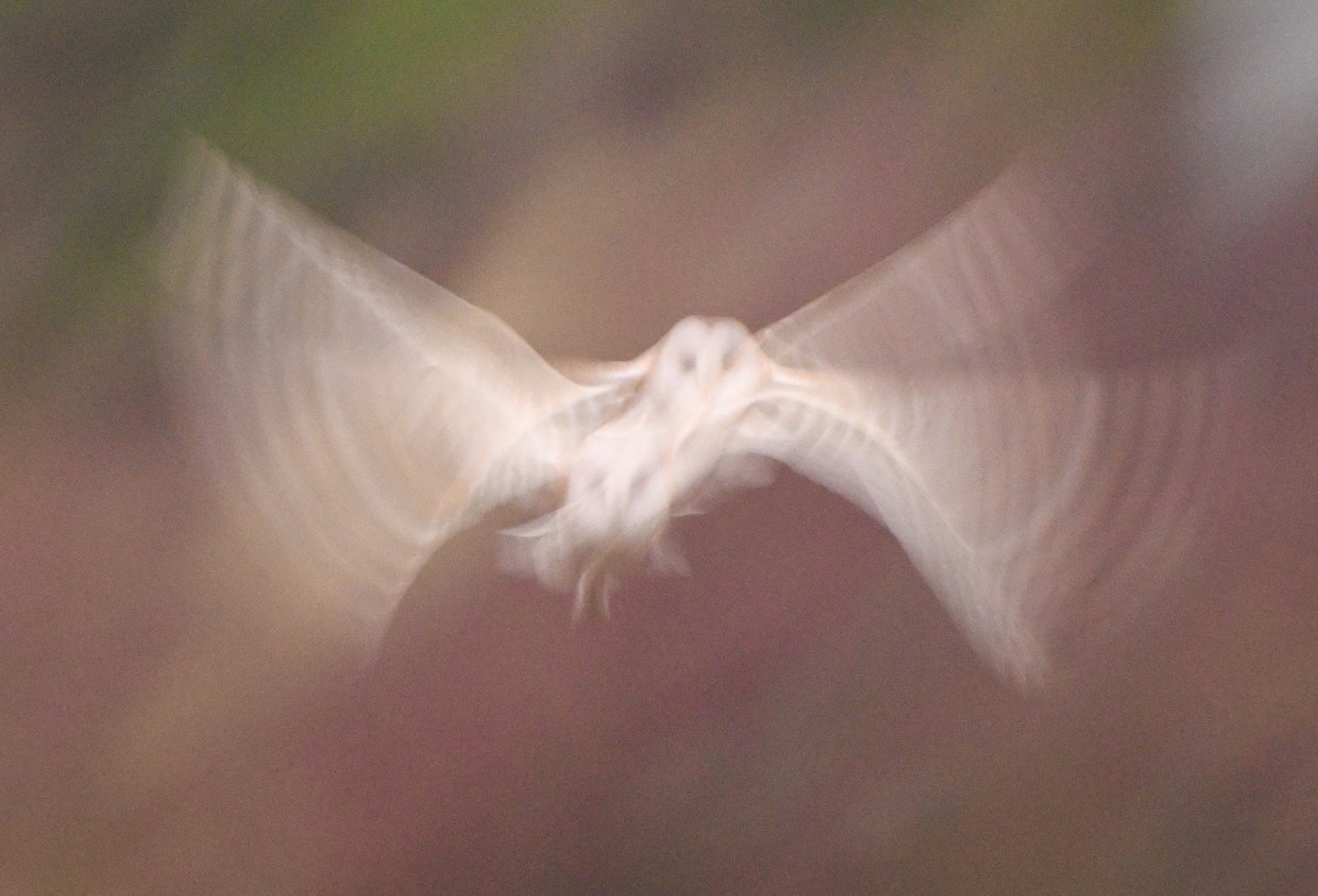 American Barn Owl - ML643942816