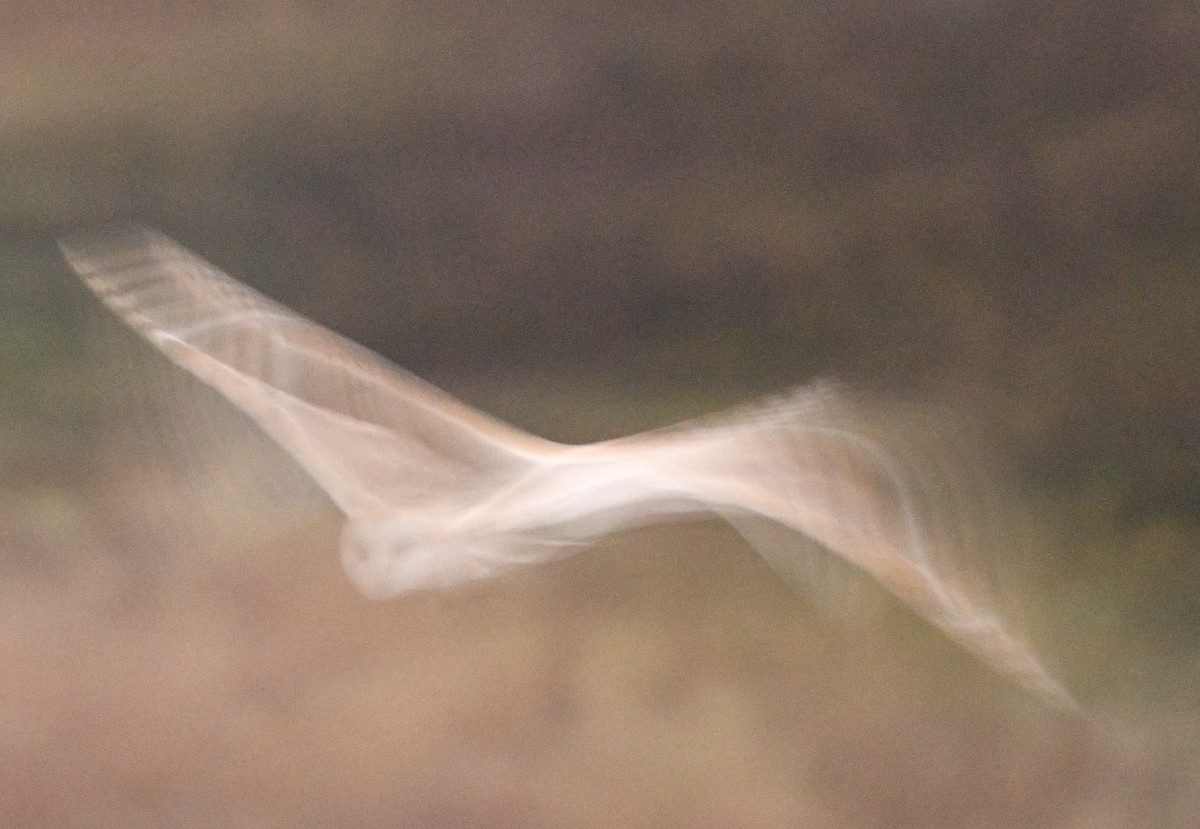 American Barn Owl - ML643942817