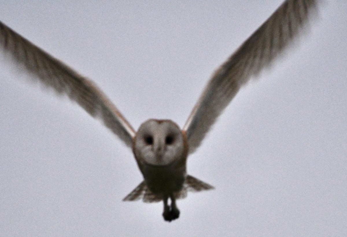 American Barn Owl - ML643942818