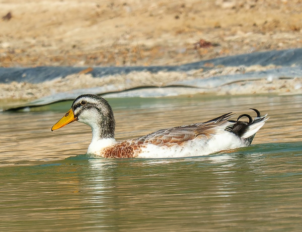 Mallard - ML643942825