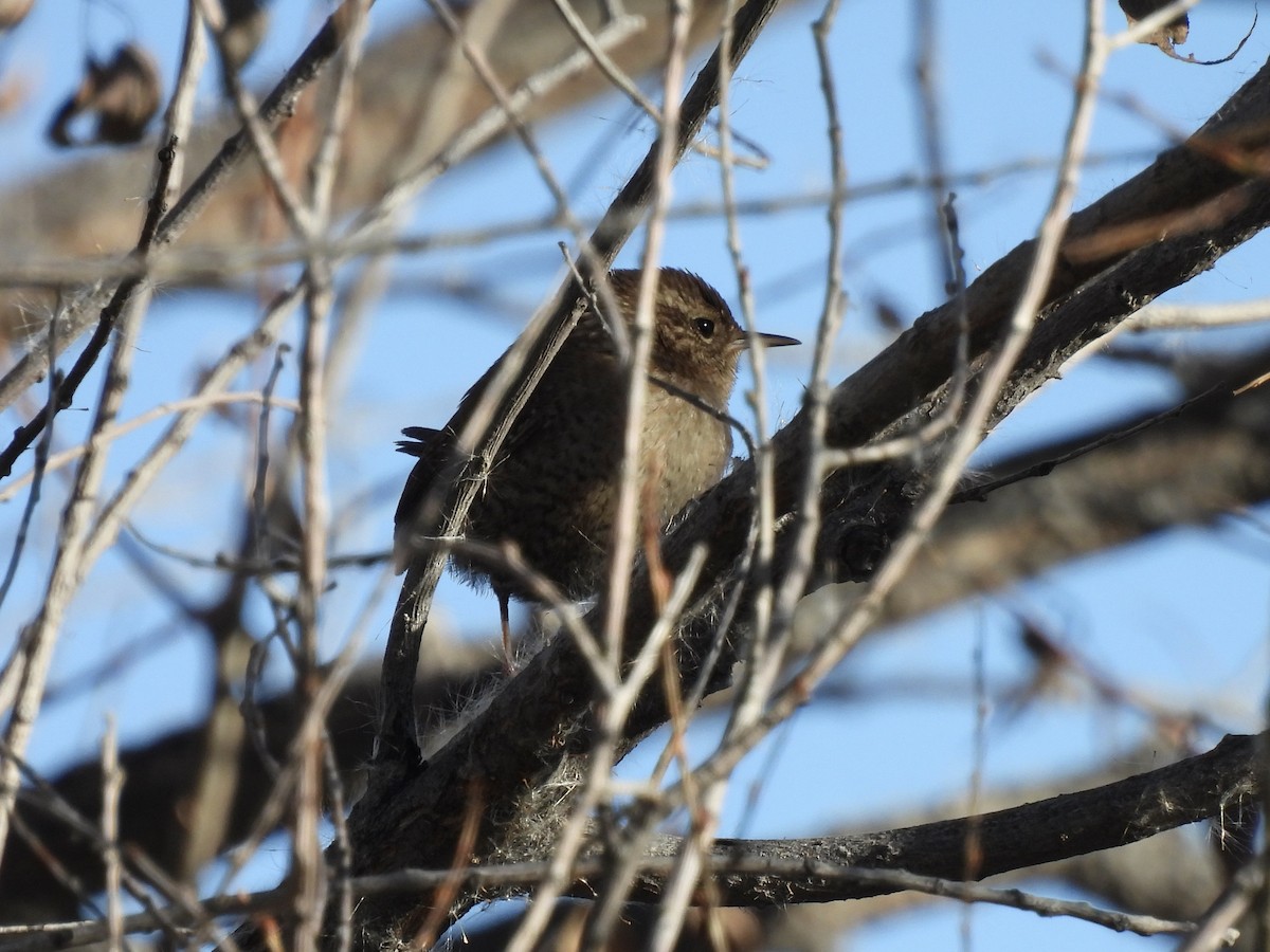 Winter Wren - ML643942829