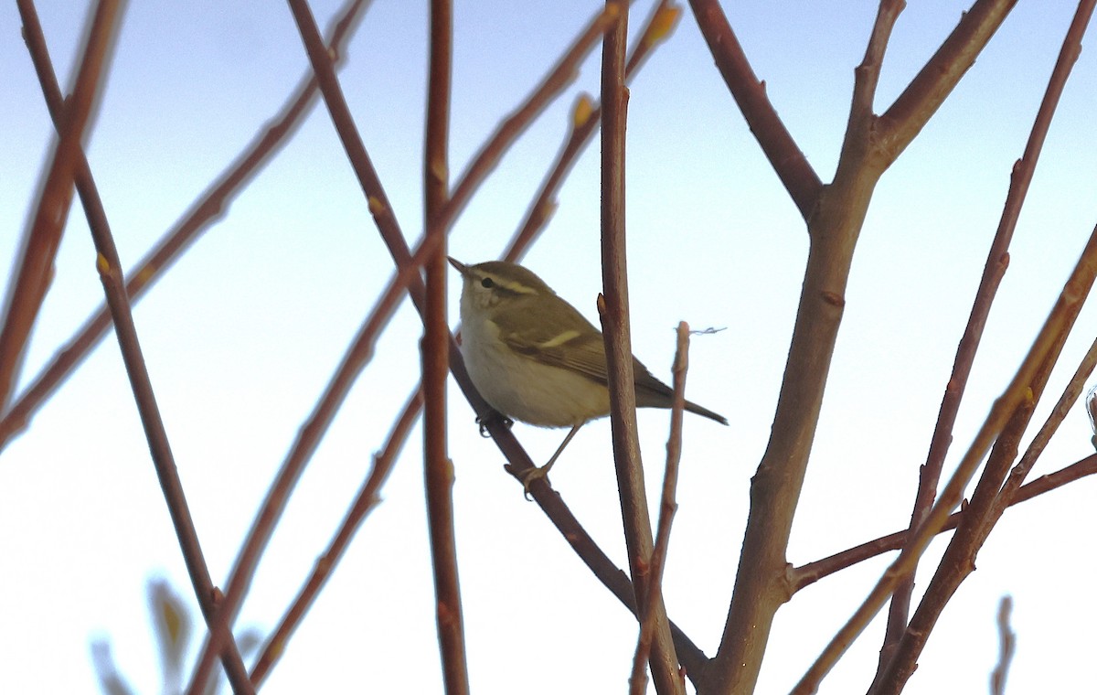 Yellow-browed Warbler - ML643942831