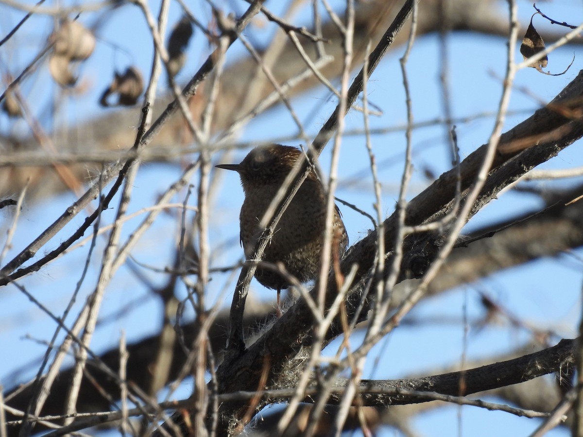 Winter Wren - ML643942832