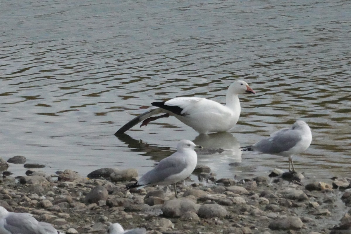 Snow Goose - ML643942834