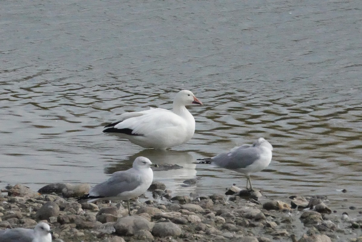 Snow Goose - ML643942844