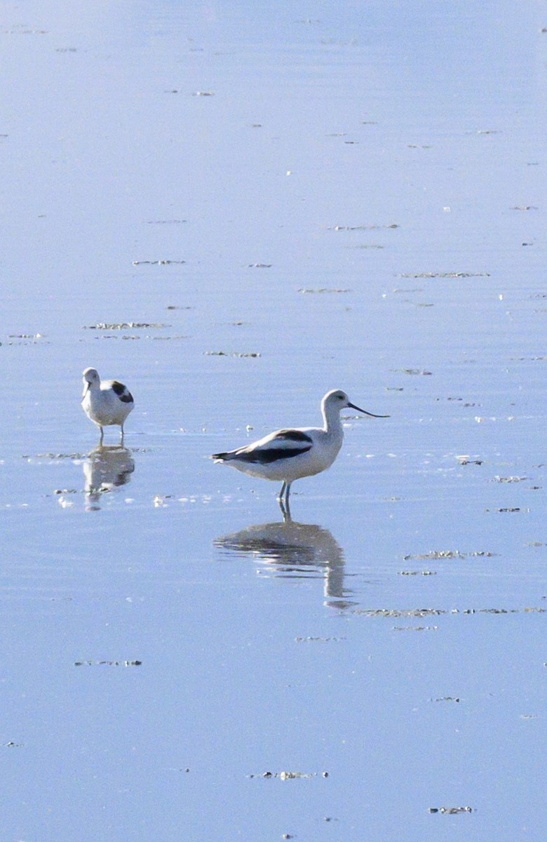 American Avocet - ML643942846