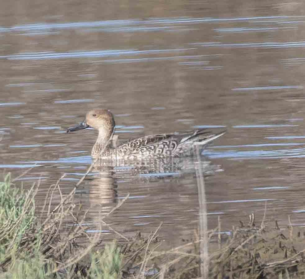 Northern Pintail - ML643942847