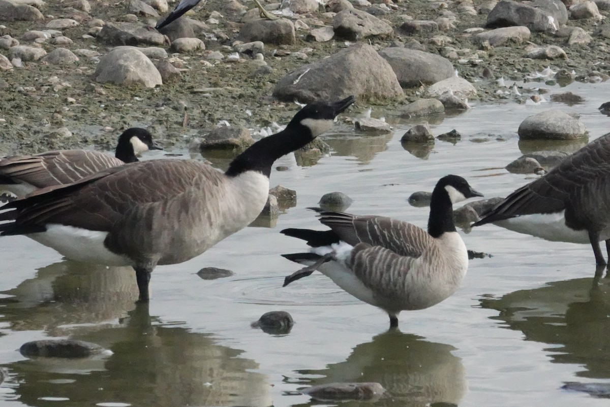 Cackling Goose - ML643942854