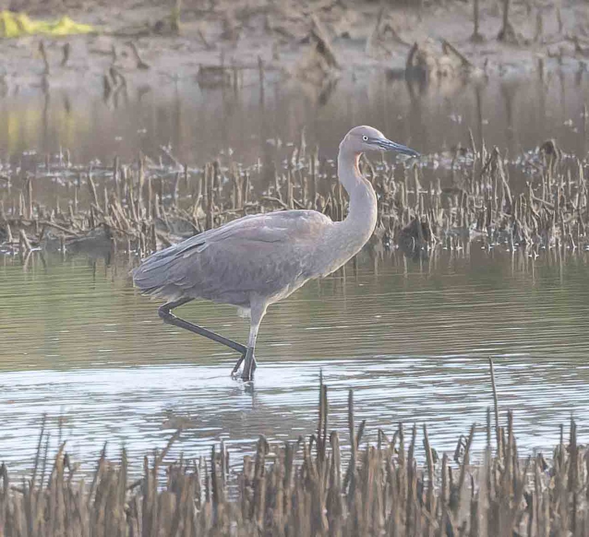 Reddish Egret - ML643942867